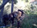 Paintball Mallorca - Llevant Aventura 20/01/08