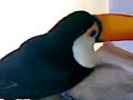 Tucano fazenda Ara�atuba (Bauru/Lins)
