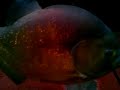 Pygocentrus Piraya (15in) Piranha