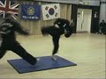 Kuk Sool Won of Widnes class training