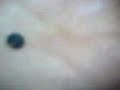 tatuzinhoooooO