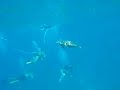 Turtle Town, Maui, Hawaii