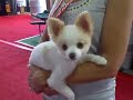 Small Dog or Small Bear Small Dog or Small Bear