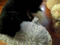 videos de Dogbook Movie: SaSa & CiCi