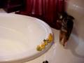 Heidi & Herman & the Rubber Duckies
