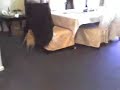 Pug chases Pit Bull