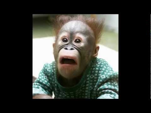 חיות מצחיקות - מצחיק מאוד כדי לכם לראות!!