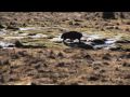 The Vale of Belvoir - Tasmanian Land Conservancy