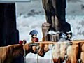maplestory gunbow and spearman maplestory gunbow and spearman