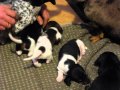 Mini Dachshund Puppies