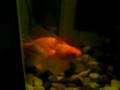 Feeding the fishies...