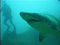 Sand Tiger Sharks off North Carolina