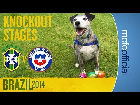 DOUGIE THE DOG PREDICTS | Brazil v Chile World Cup Predictions DOUGIE THE DOG PREDICTS | Brazil v Chile World Cup Predictions