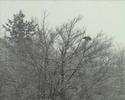 NIEVE NIEVE