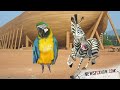 Click here to watch this video Man drives to bar with zebra and parrot in his car, gets arrested