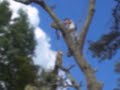 tree climbing toddcole, arborist for hire