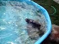 Guinea Pig Swiming Guinea Pig Swiming