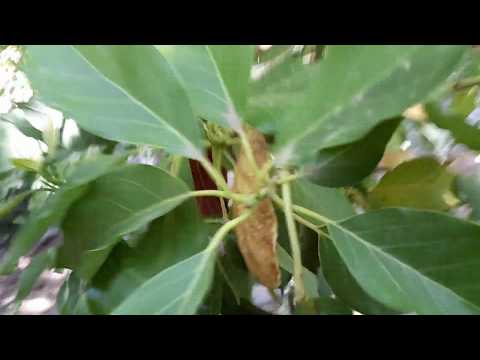 video-linktoworks-Growing Avocados in Phoenix Arizona! And getting fruit!
