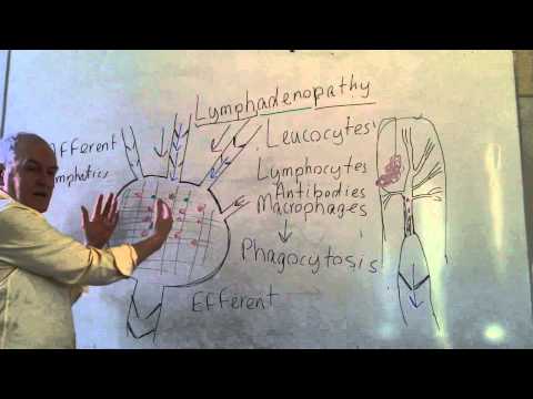 how to drain lymph nodes in head