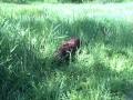 More Fun for Dogs on Memorial Day Weekend-Crescent Lake, WA