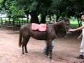 videos de caballo san juan