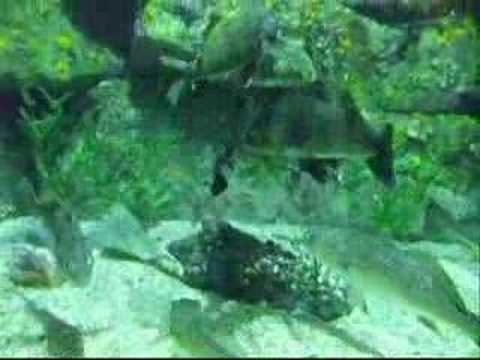 NC Aquarium at Fort Fisher