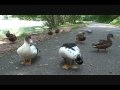 Muscovy Ducks Muscovy Ducks