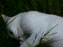 dazzle the cat being teased