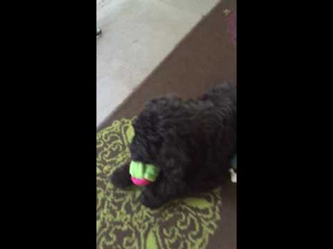 Jewel loving play time.