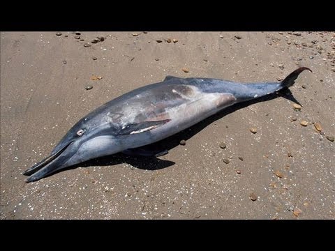 What's Killing the Dolphins?