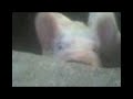 platikandokon el gordo no chlles we.3gp