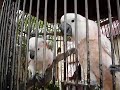 Why The Caged Bird Sings in Barbados!
