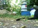 BML11070815164 cats &  ichneumon