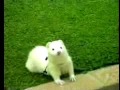 Ferrets UNFILTERED Ferrets UNFILTERED