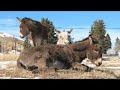 Cripple Creek Colorado Donkeys Cripple Creek Colorado Donkeys