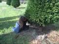 videos de Tree hunt part 11