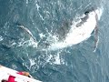 Hervey Bay Whale Watching