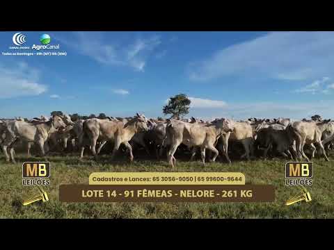 545� LEIL�O VIRTUAL MB LEIL�ES