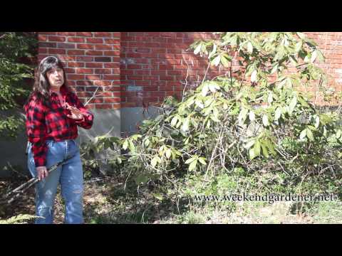 how to fertilize rhododendrons
