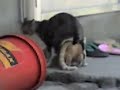 cat sex in pampanga