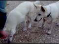 Vier witte herders naar het strand