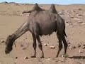 Petting a Bactrian Camel Petting a Bactrian Camel
