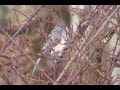 Call of the Wild (titmouse)