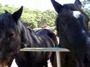 Pickles and Nickie in turnout, sharing a carrot