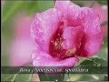Rosa chinensis var spontanea in China Rosa chinensis var spontanea in China