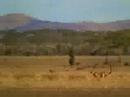 TIGER TIGER