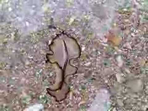 Flatworm swimming