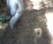 passeio na floresta com os dog´s