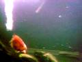 videos de Parrots