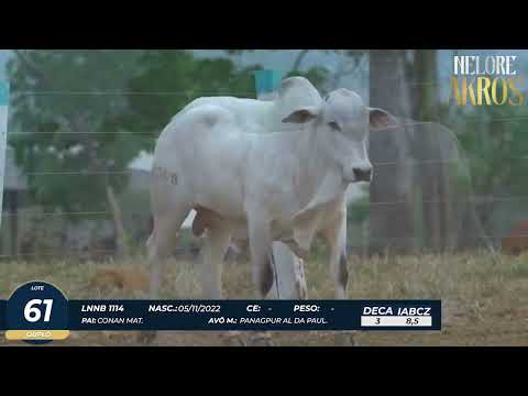 4� DE OLHO DA FAZENDA NELORE AKROS